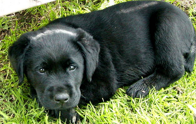 black labrador retriever puppy