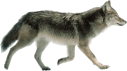 coycard.gif